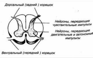 Остеохондроз грудного отдела с корешковым синдромом