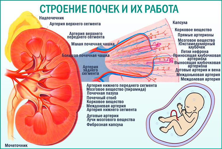 Почки человека, их строение