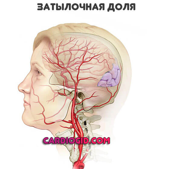 затылочная-доля